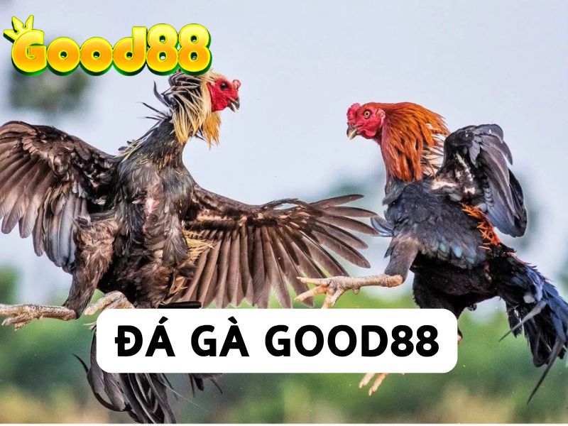 đá gà good88